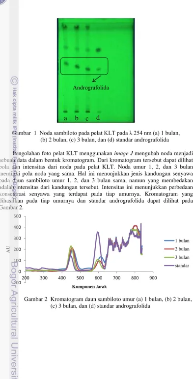 Gambar  1  Noda sambiloto pada pelat KLT pada λ 254 nm (a) 1 bulan,                