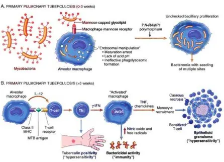 Gambar 1. Sistem imun tubuh terhadap Mycobacterium tuberkulosis14 