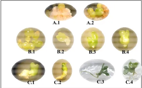 Gambar 3. Pembentukan, pendewasaan dan perkecambahan embrio somatik  A. 1- 2Pembentukan embrio globular pada kalus dosis 50 Gray