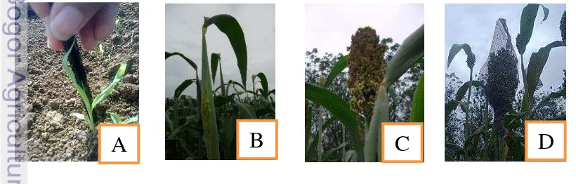 Gambar 1  Fase pertumbuhan tanaman sorgum (A) fase vegetatif (B) fase vegetatif maksimum (C) fase generatif (D) fase generatif maksimum 