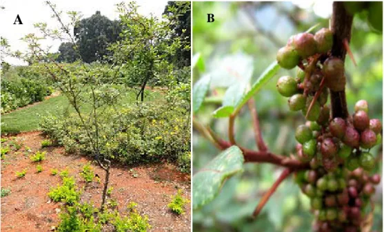 Gambar 2.1.1 Tanaman Andaliman (Zanthoxylum acanthopodium DC.). A. Pohon  andaliman; B