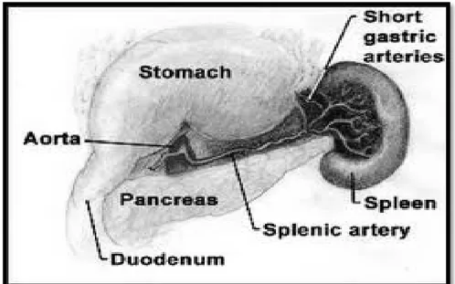 Gambar 2.2.1 Anatomi limpa (http://www.scribd.com). 