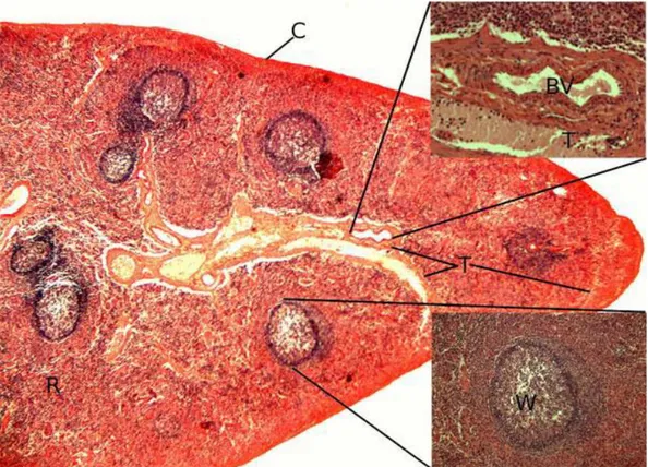 Gambar 2.2.1 Histologis limpa. BV. Pembuluh darah; C. Kapsul; R . Pulpa merah;  T. Trabekula; W
