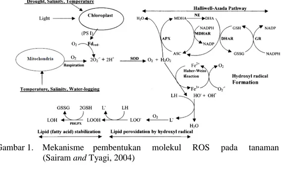 Gambar 1.    Mekanisme    pembentukan     molekul     ROS     pada     tanaman            (Sairam and Tyagi, 2004) 