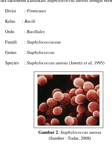 Gambar 2. Staphylococcus aureus  (Sumber : Todar, 2008) 