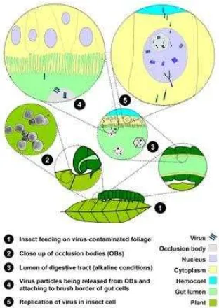 Gambar 2. Siklus hidup NPV dalam tubuh serangga (http://en.wikipedia.org/wiki/Baculovirus) NPV menginfeksi inang melalui dua tahap