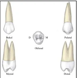 Gambar 5. Gigi premolar pertama maksila permanen kanan dilihat dari berbagai aspek24 