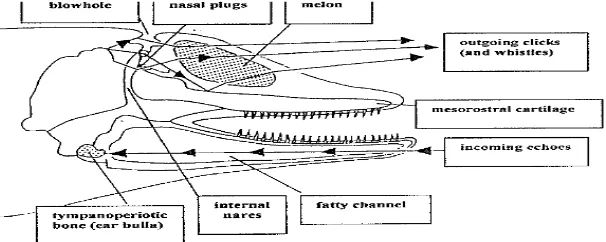 Gambar 1. Mekanisme Produksi dan Penerimaan Suara pada Lumba-lumba hidung botol (Tursiops aduncus)