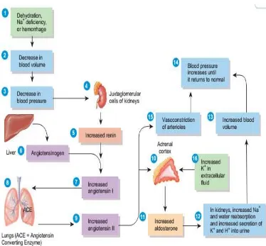 Gambar 1. Patogenesis Hipertensi Melalui Sistem Renin Angiotensin Aldosteron 
