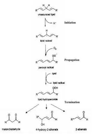 Gambar 1. Reaksi Berantai Peroksidasi Lipid 25