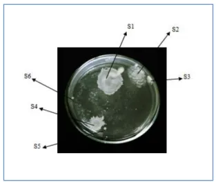 Tabel 1. Data Pengamatan Morfologi Koloni Bakteri 