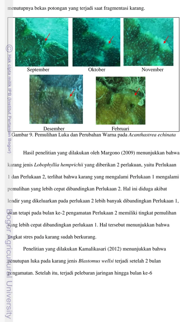 Gambar 9. Pemulihan Luka dan Perubahan Warna pada Acanthastrea echinata 