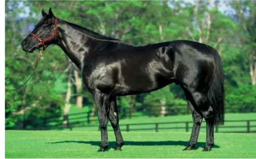 Gambar 1. Kuda Thoroughbred 