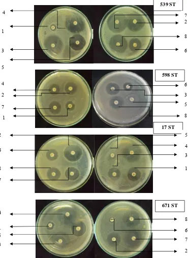 Gambar 2. Uji kepekaan isolat  pasien faringitis bulan Agustus 2014 terhadap beberapa antibiotika 1