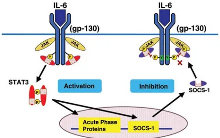 Gambar 5.   Regulasi umpan balik sinyal IL-6 oleh Supressors Of Cytokine 
