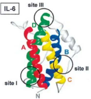 Gambar 2.   Empat struktur dari IL-6 yang terdiri dari empat heliks (berwarna) yang  dihubungkan oleh sebuah loop (warna abu-abu)