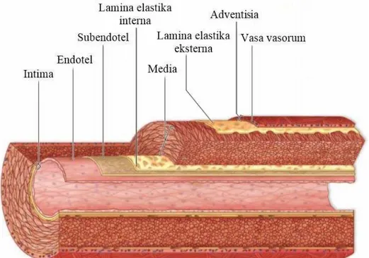 Gambar 1. Struktur dinding arteri. 17