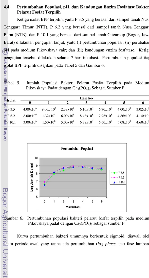 Tabel  5.    Jumlah  Populasi  Bakteri  Pelarut  Fosfat  Terpilih  pada  Medium  Pikovskaya Padat dengan Ca 3 (PO 4 ) 2  Sebagai Sumber P 