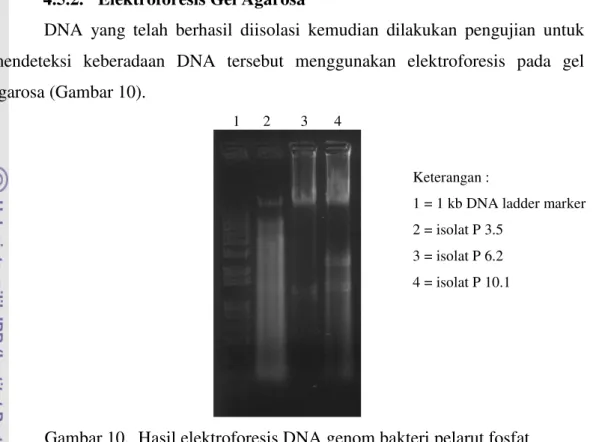 Gambar 10.  Hasil elektroforesis DNA genom bakteri pelarut fosfat 