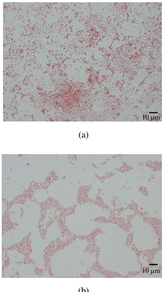 Gambar 5.  Hasil pewarnaan Gram dari sel bakteri pelarut fosfat; (a) isolat P 3.5,  (b)  isolat  P  6.2,  (c)  isolat  P  10.1  yang  dilihat  di  bawah  mikroskop  (perbesaran 100 x 10) 