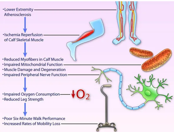 Gambar 4.  Proposed biological pathways for the association of lower extremity ischemia  with mobility loss in peripheral artery disease 30