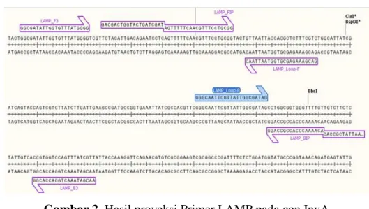 Gambar 2. Hasil proyeksi Primer LAMP pada gen InvA 
