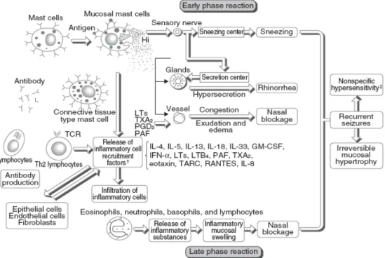 Gambar 2.3  Patofisiologi Rinitis Alergi (Okubo et al., 2014). 