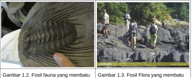 Gambar 1.2. Fosil fauna yang membatu   Gambar 1.3. Fosil Flora yang membatu 