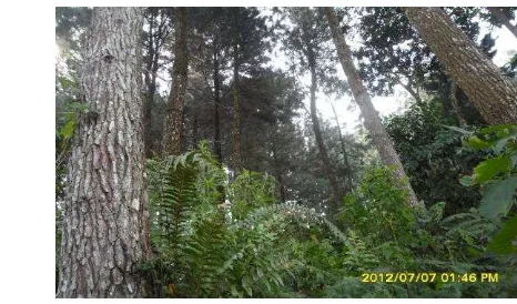 Gambar 1. Penggunaan lahan hutan pinus 