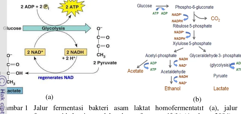 Gambar 1 Jalur fermentasi bakteri asam laktat homofermentatif (a), jalur 