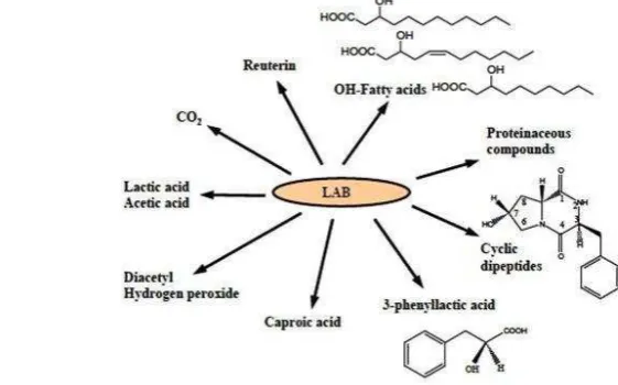 Gambar 2  Ringkasan dari beberapa senyawa antikapang dari bakteria asam laktat 