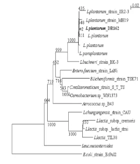 Gambar 6 Pohon filogenetik dari isolat DR 1-6-2. 