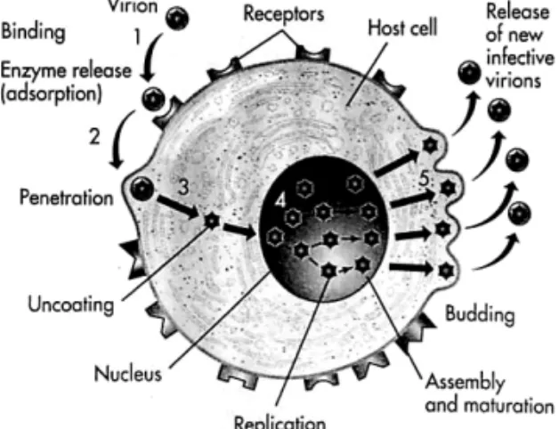 Gambar 1:  Alur masuk virus ke dalam sel inang.                                                                      Dikutip dari Rote