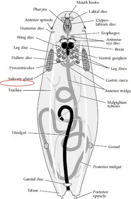 Gambar 1. Bentuk Skematis Larva Instar 3 Drosophila melanogaster  (Sumber: Tyler, 2012)