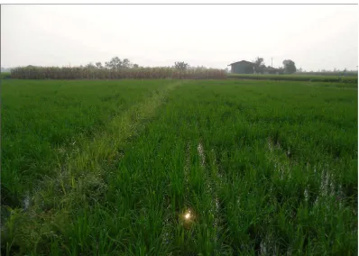 Gambar 2. Tanaman padi pada daerah penelitian 