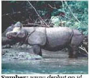 Gambar 3.13 Kura-kura 