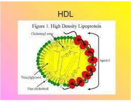 Gambar 2. Struktur dari HDL20 