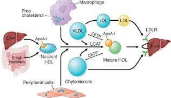 Gambar 3. Metabolisme HDL22 
