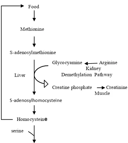 Gambar 3. Jalur metabolisme tampak adanya hubungan  antara homosistein  
