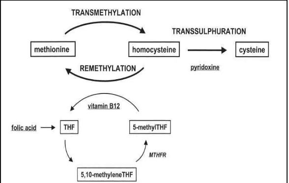 Gambar 10. Metabolisme homosistein: THF: tetrahydrofolate; MTHFR: 5,10-