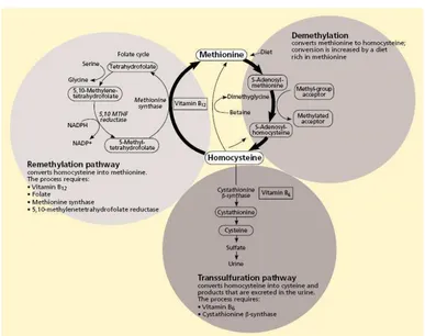 Gambar 1. Siklus metionin dan jalur metabolisme homositein.