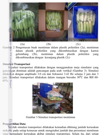 Gambar 2 Pengemasan buah mentimun dalam plastik polietilen (2a), mentimun 