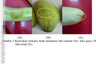 Gambar 5 Kerusakan mekanis buah mentimun luka memar (5a), luka gores (5b), 