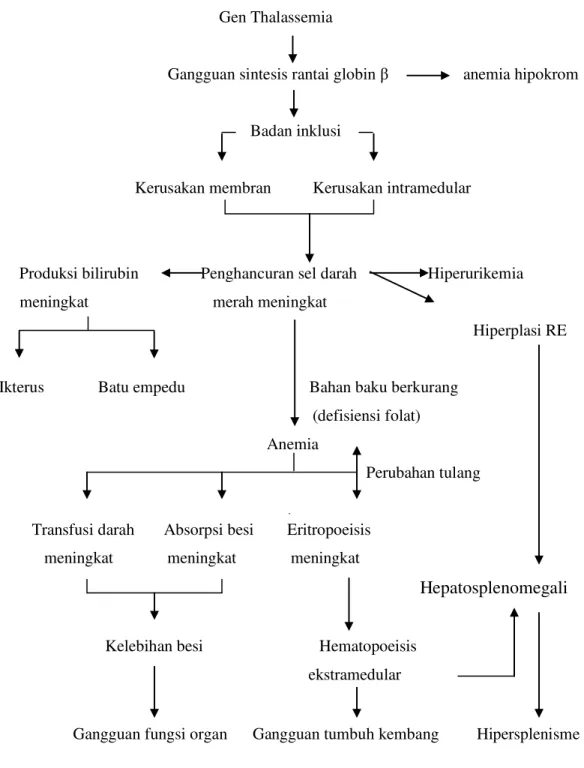 Gambar 1. Patogenesis dan gambaran klinik  thalassemia mayor.   Sumber: Fucharoen S. 6 