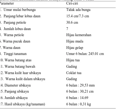 Tabel 3. Hasil identifikasi karakter ubikayu Malang Umur 6 bulan Parameter Ciri-ciri  