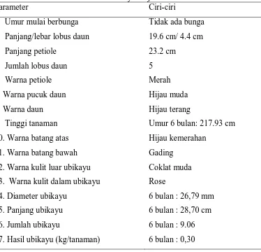 Tabel 5. Hasil identifikasi karakter ubikayu Gajah Umur 6 bulan Parameter Ciri-ciri  