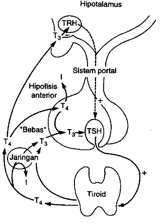 Gambar 1. Mekanisme Sumbu Hipotalamus – Pituitari – Tiroid 