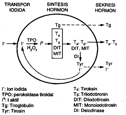 Gambar 2. Metabolisme Hormon Tiroid 