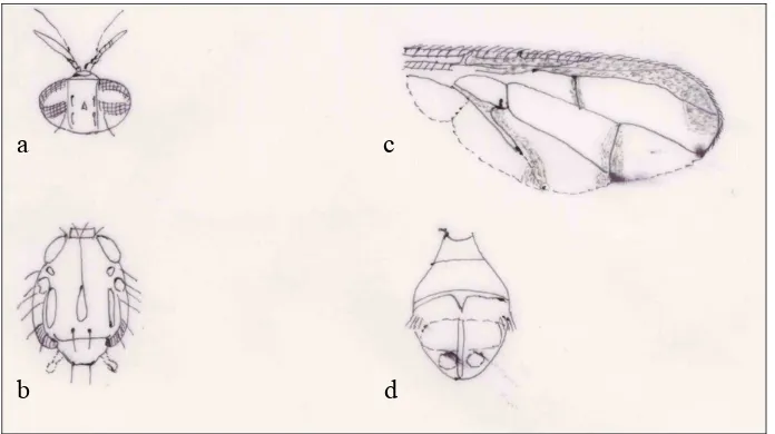 Gambar 4.  Karakter morfologi  Bactrocera cucurbitae  (Coquillett): kepala (a), toraks (b), sayap (c),  dan abdomen (d) (Morphological character of Bactrocera cucurbitae (Coquillett): caput (a), thoraks (b), wings (c), and  abdomen (d)
