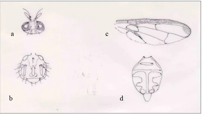 Gambar 5.  Karakter morfologi  Bactrocera tau (Walker): kepala (a), toraks (b), sayap (c), dan abdomen (d) (Morphological character of Bactrocera tau (Walker): caput (a), thoraks (b), wings (c),  and abdomen (d)